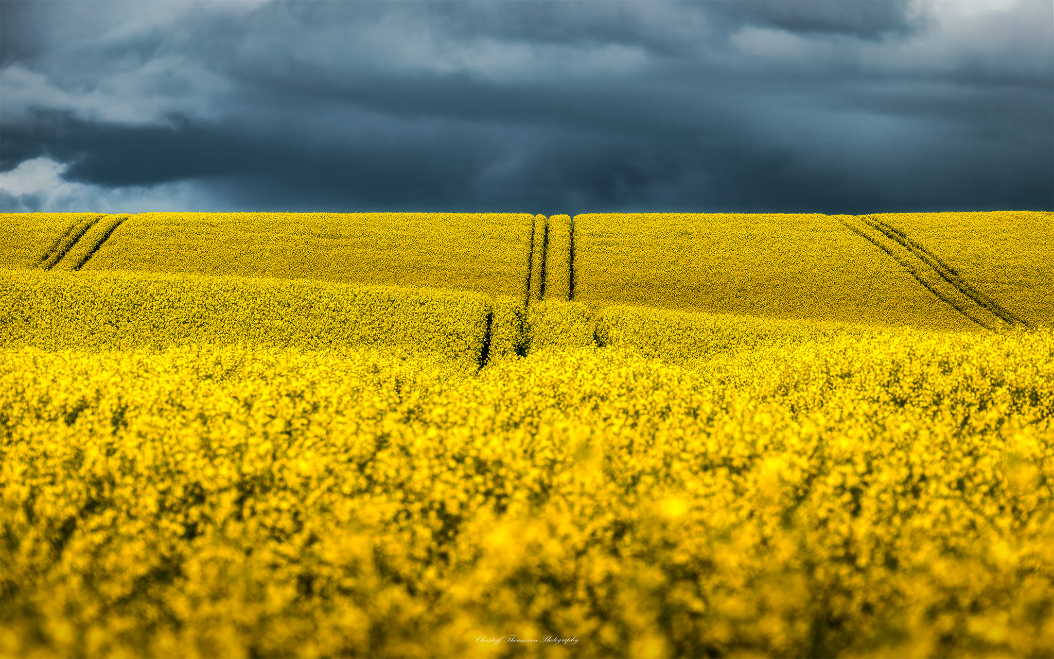 OVERBERG CANOLA DARK SKIES