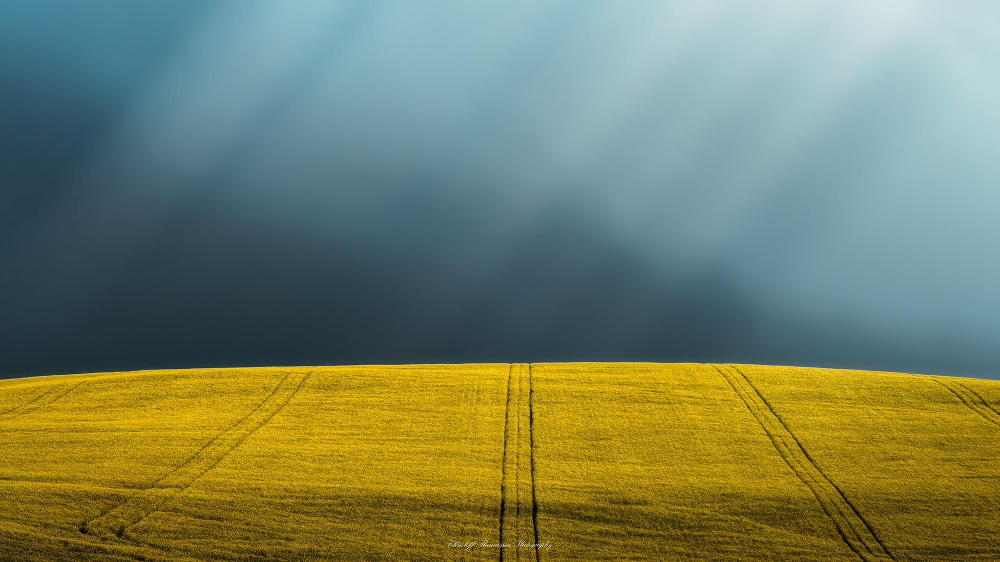 OVERBERG CANOLA SUNRAYS